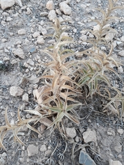 Atractylis cancellata