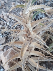 Atractylis cancellata