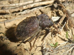 Stenomorpha muricatula