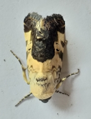 Acontia discoidea