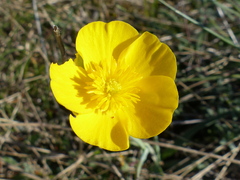 Ranunculus gramineus