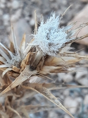 Atractylis cancellata