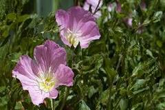 Oenothera speciosa