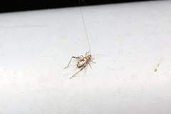 Svistella bifasciata