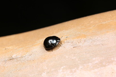Plataspidae