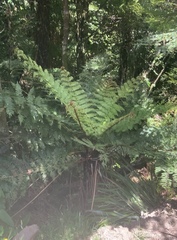 Cyathea smithii