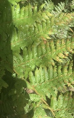 Cyathea smithii