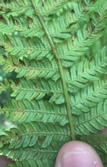 Cyathea smithii