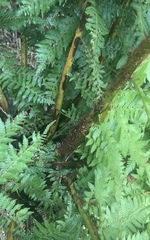 Cyathea smithii