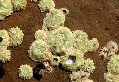 Hexanauplia