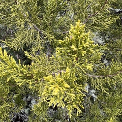 Halocarpus bidwillii