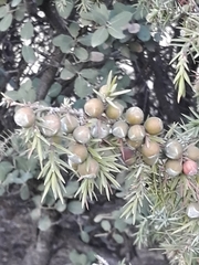 Juniperus oxycedrus image