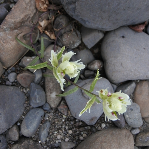Image of Castilleja pallida by (c) Лия, some rights reserved (CC BY)