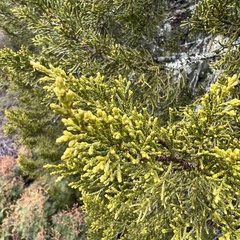 Halocarpus bidwillii
