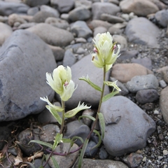 Castilleja pallida
