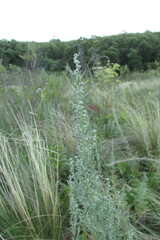 Artemisia pontica