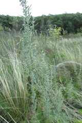 Artemisia pontica