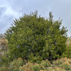 Halocarpus bidwillii