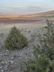 Juniperus oxycedrus