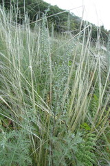 Artemisia pontica