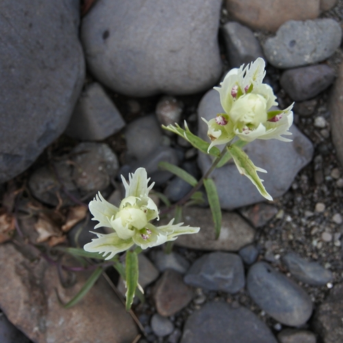 Image of Castilleja pallida by (c) Лия, some rights reserved (CC BY)