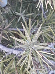 Juniperus oxycedrus