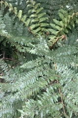 Cyathea smithii