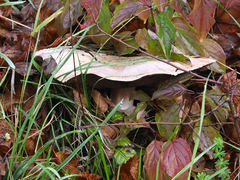 Basidiomycota