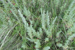 Artemisia pontica