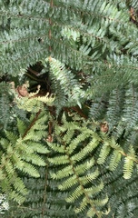 Cyathea smithii