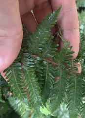Cyathea smithii