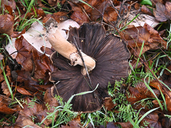 Basidiomycota