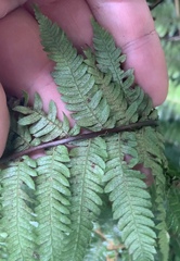 Cyathea smithii