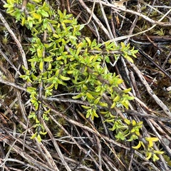 Coprosma cheesemanii