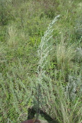 Artemisia pontica