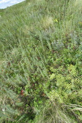 Artemisia pontica