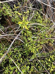 Coprosma cheesemanii