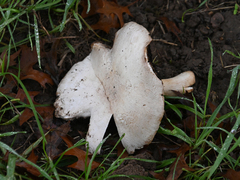 Basidiomycota