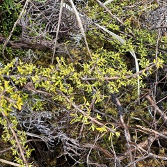 Coprosma cheesemanii