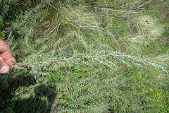 Artemisia pontica