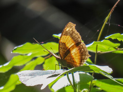 Yoma sabina