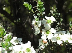 Helophilus cingulatus