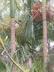 Lopholaimus antarcticus