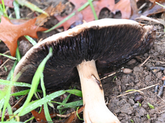 Basidiomycota