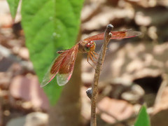 Neurothemis stigmatizans