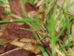 Neurothemis stigmatizans