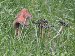 Basidiomycota