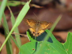 Hypocysta irius