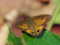 Hypocysta irius