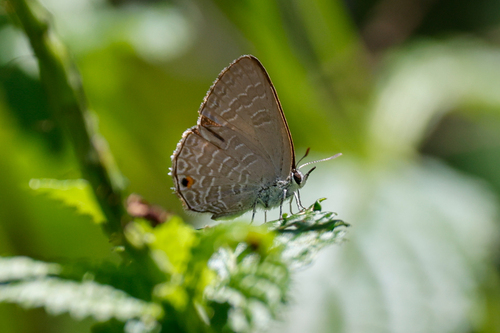 Dark Ciliate-blue